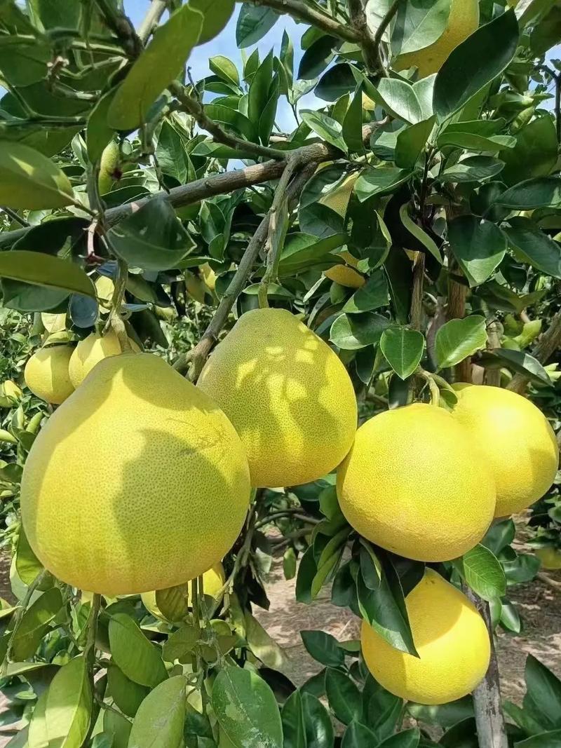 安江沙湾疫情(安江镇疫情最新情况)-第1张图片 安江沙湾疫情(安江镇疫情最新情况)-第1张图片