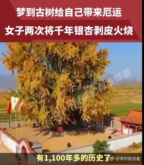 安阳银杏疫情/安阳哪里有银杏叶-第2张图片