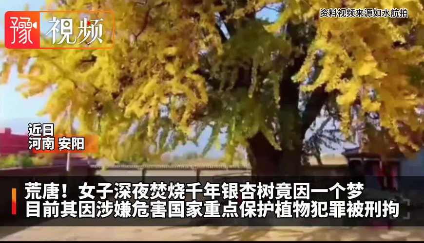 安阳银杏疫情/安阳哪里有银杏叶-第3张图片