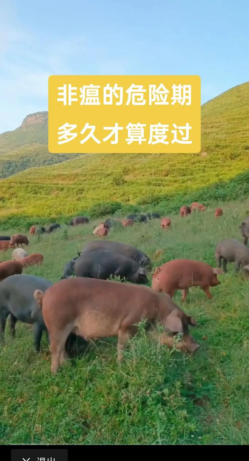 安徽生猪疫情(安徽省生猪行情走势)-第6张图片