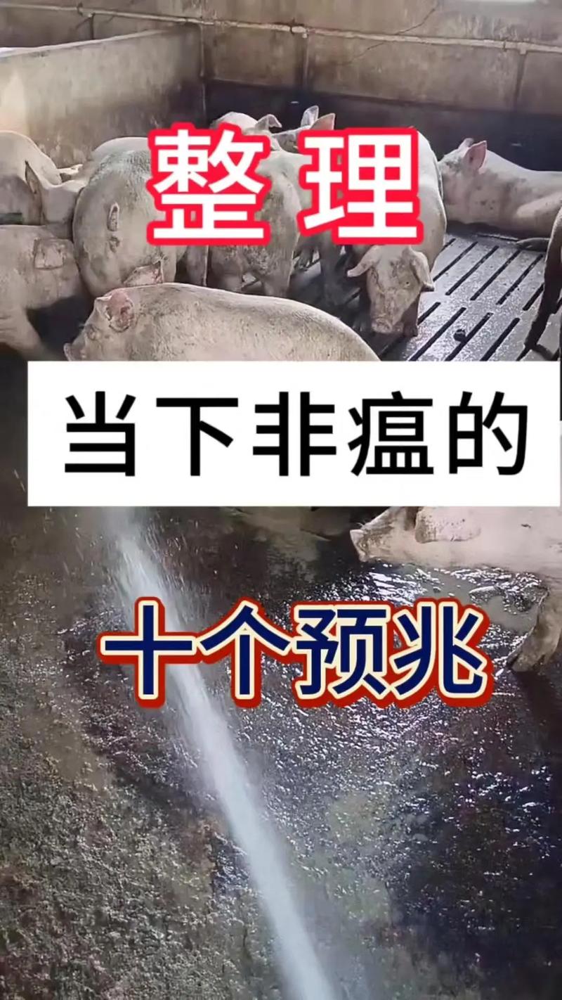 神农架发生野猪非洲猪瘟疫情，神农架发生野猪非洲猪瘟疫情的原因-第3张图片