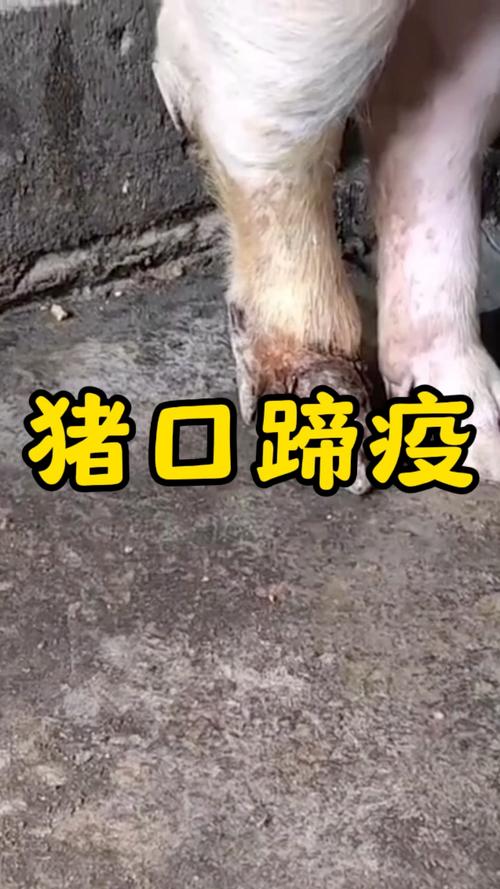 口蹄疫疫情/口蹄疫疫情最新进展