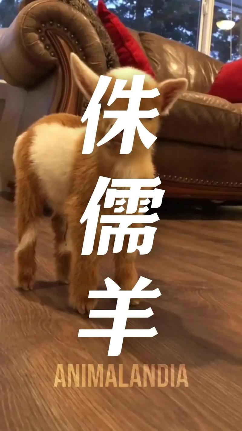 疫情污名化(污染疫情)-第5张图片 疫情污名化(污染疫情)-第5张图片